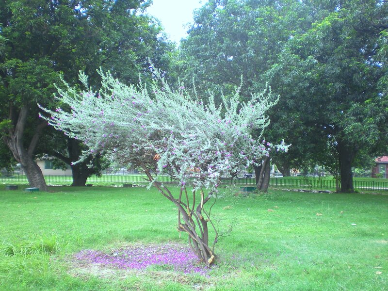 flowering bush in park