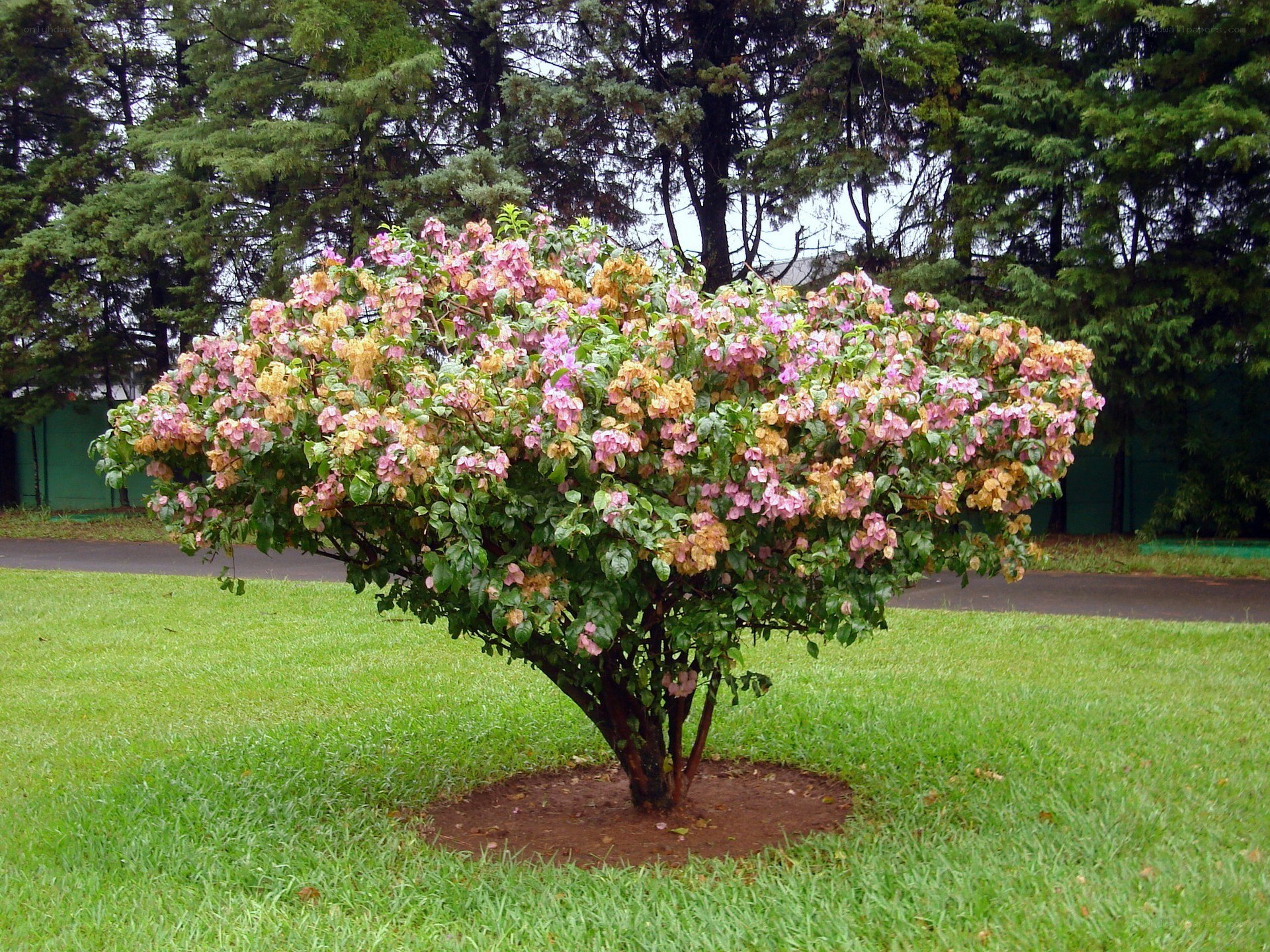 flowering bush in park