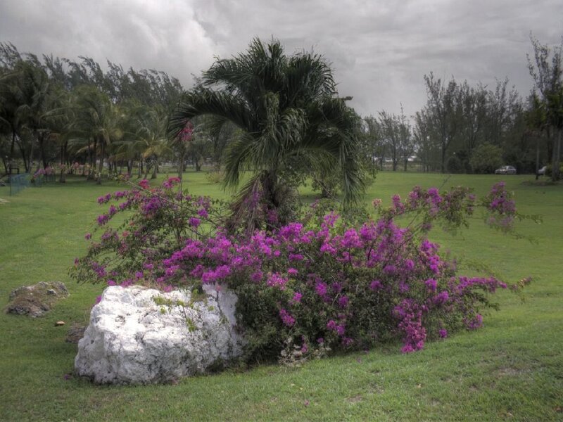 Flowering bush near palm tree