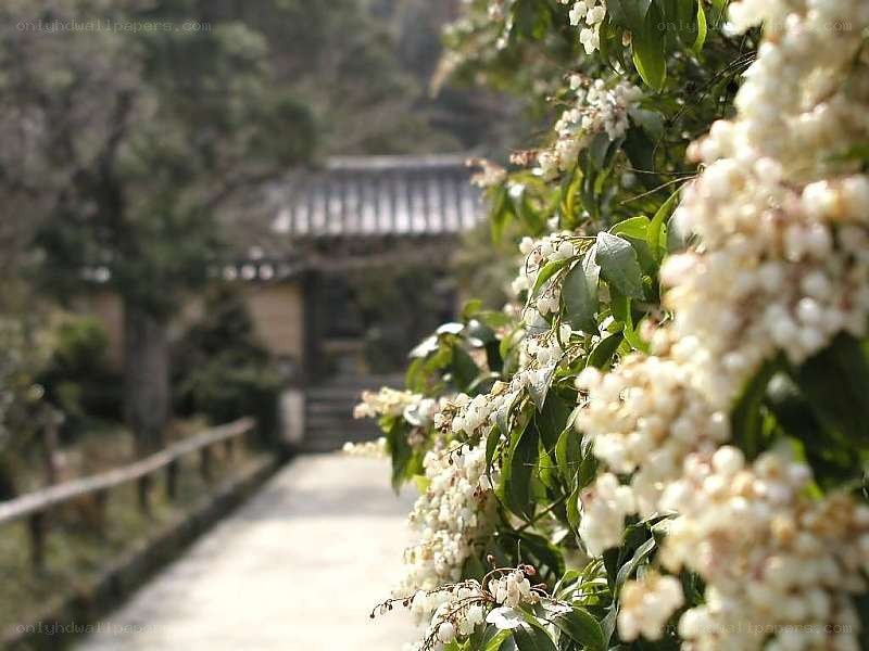 Flowering bush near temple path