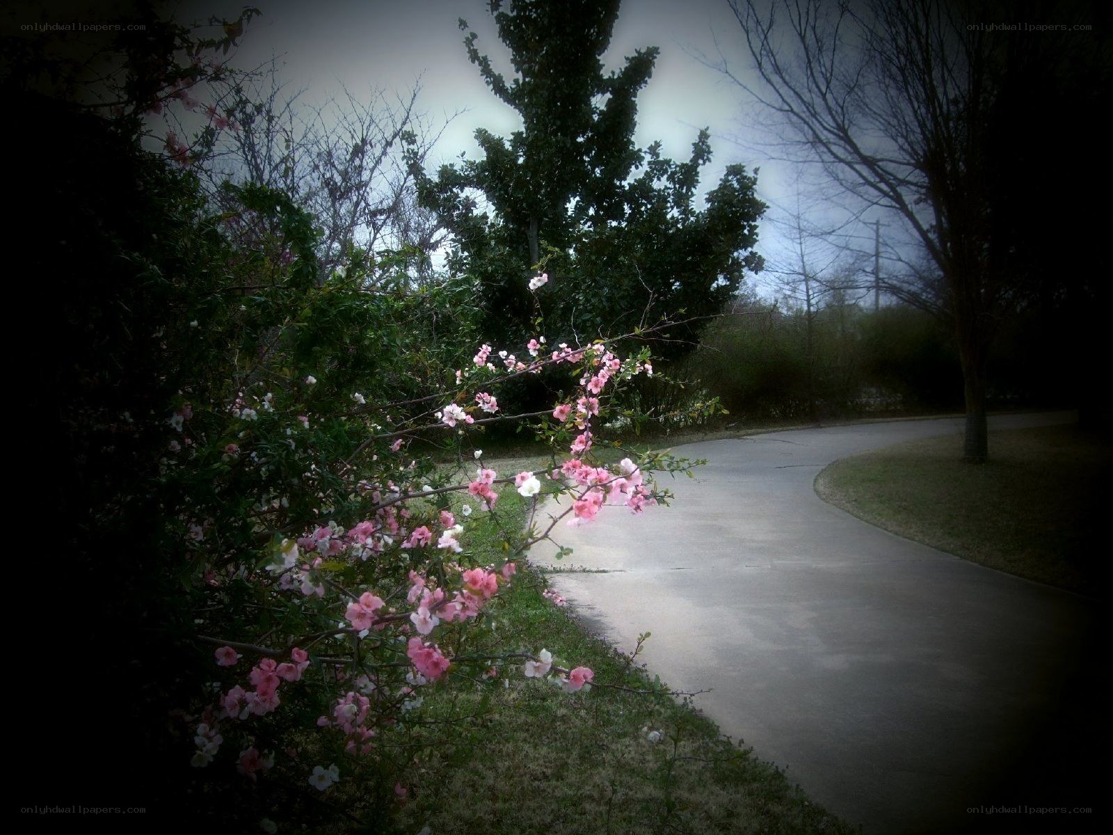 Flowering bush on a quiet path