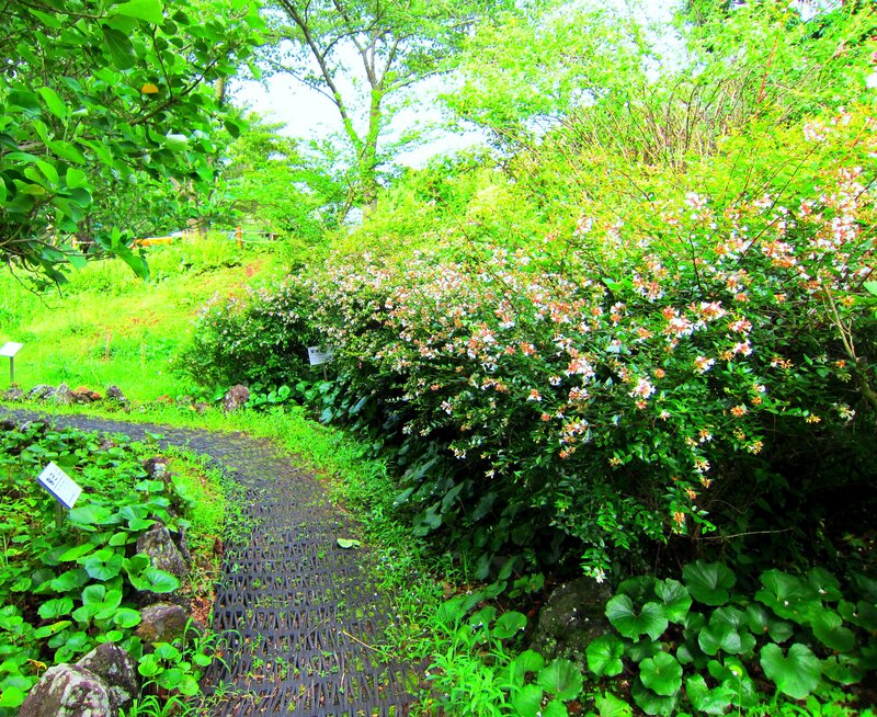 Flowering Bush on Path