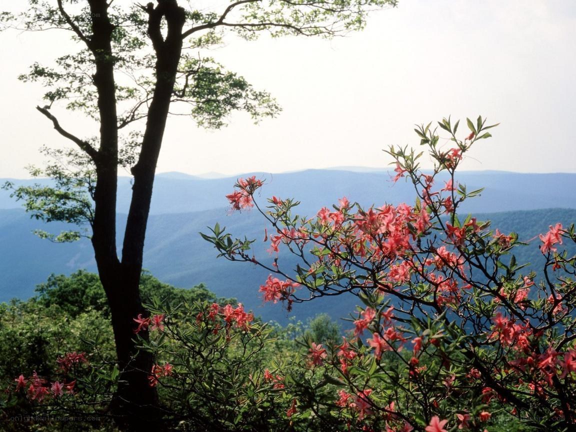 Flowering bush overlooking mountains