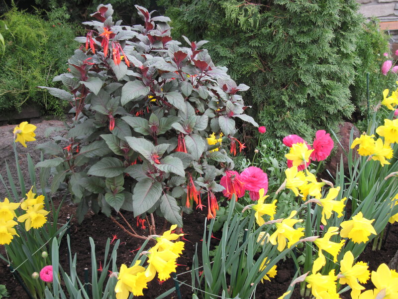 Flowering Bush with Daffodils