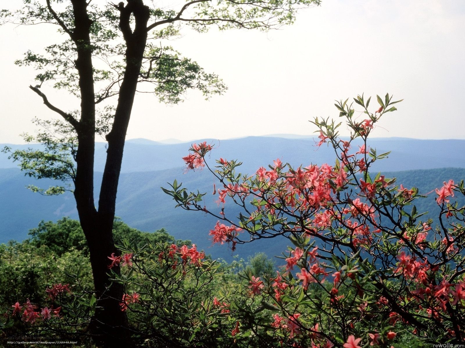 Flowering bush with mountain view