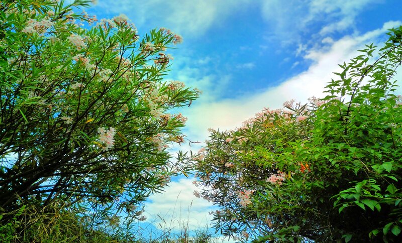 Flowering Bushes Against Sky