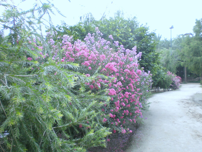 Flowering bushes along a park path