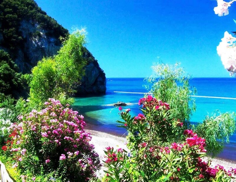 Flowering Bushes by Beach