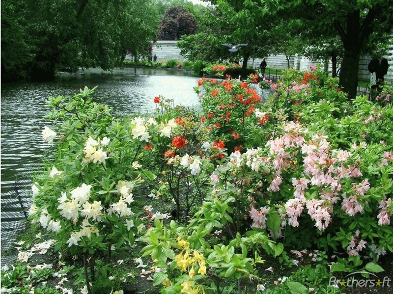 Flowering Bushes by Pond — Green, Serene