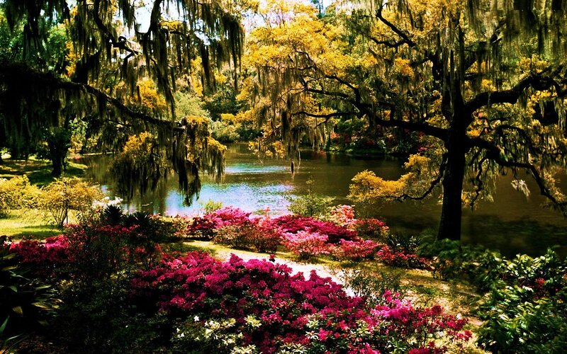 Flowering Bushes by Pond — Pink