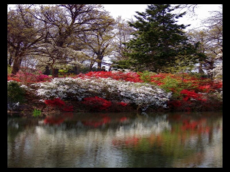 Flowering Bushes by Pond — Red