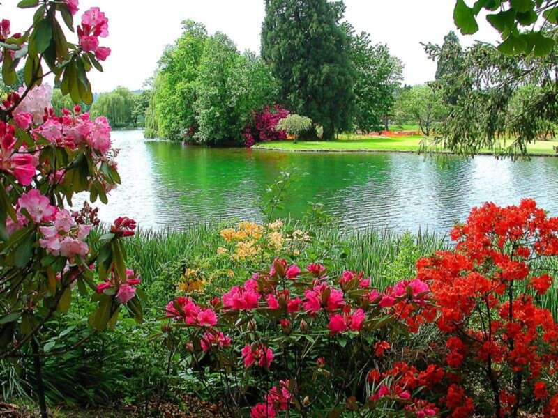 Flowering Bushes by Pond