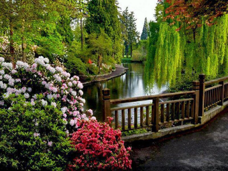 Flowering Bushes by River — Green