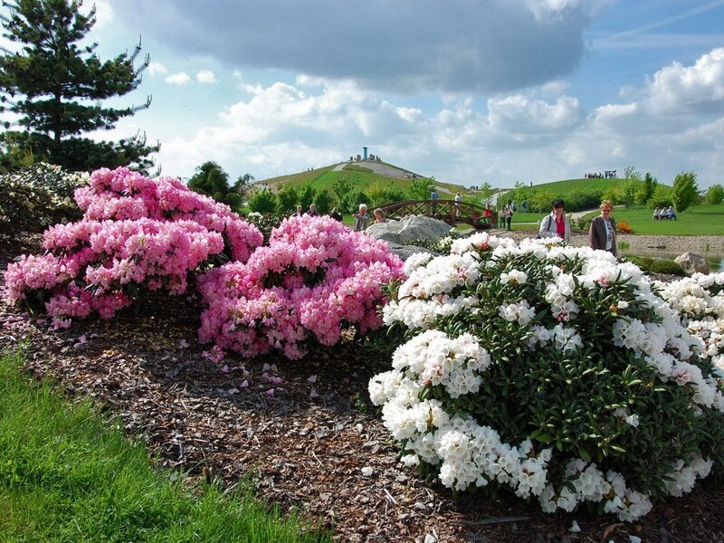 Flowering bushes in a park