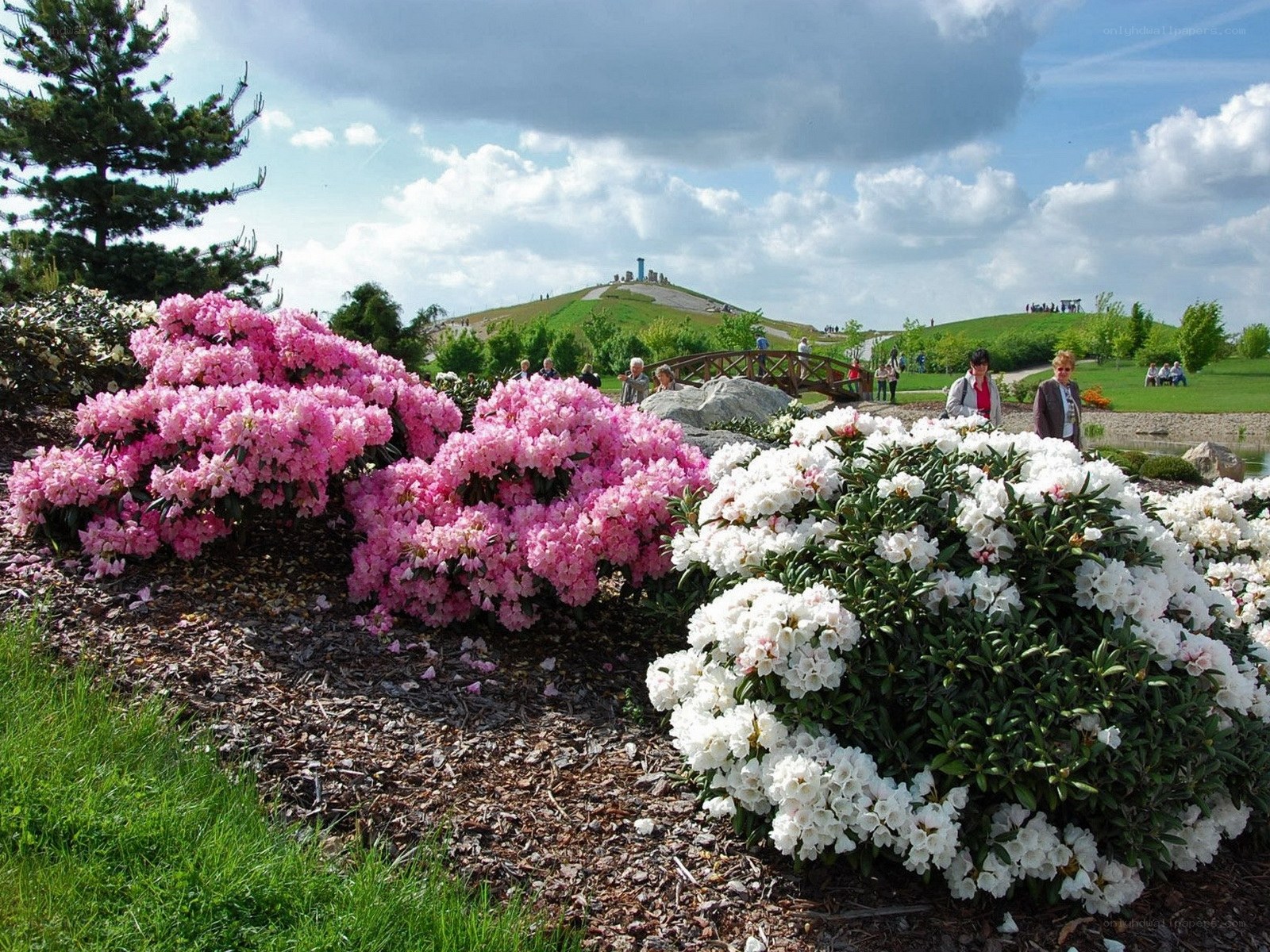 Flowering bushes in a park