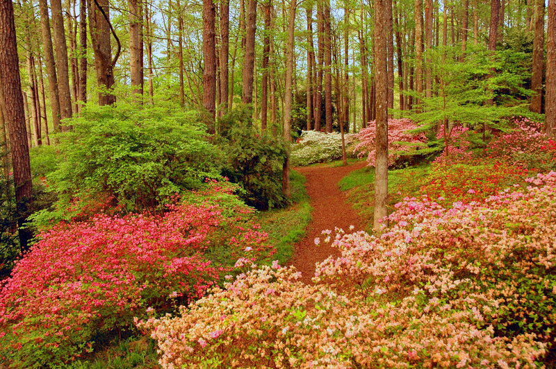 Flowering Bushes in Forest
