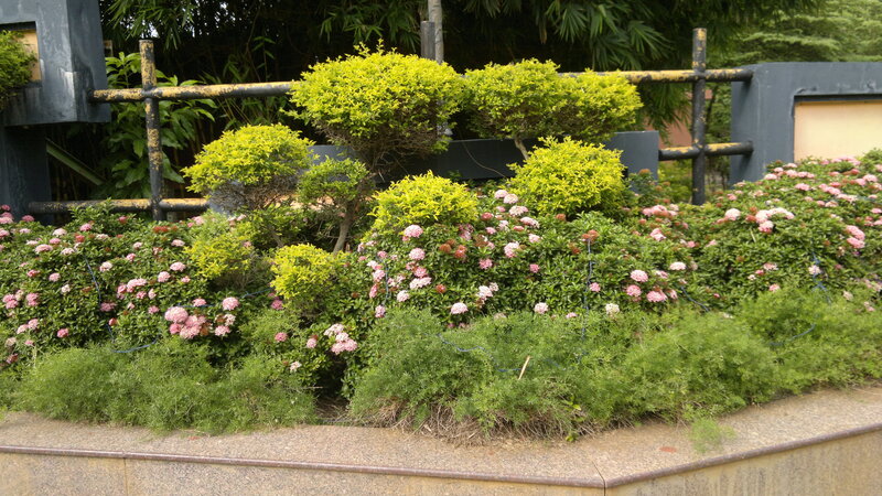 Flowering Bushes in Garden — Green, Calm