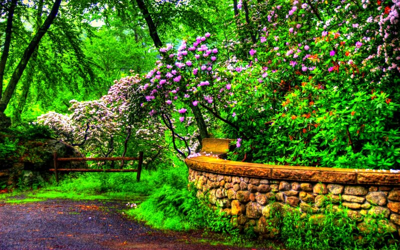 Flowering Bushes in Garden — Green, Serene, Spring