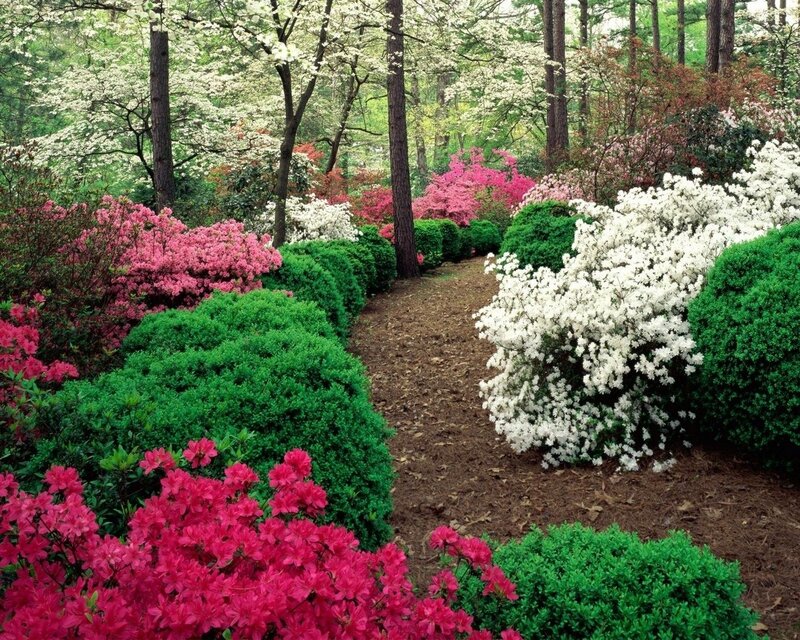 Flowering Bushes in Garden — Pink, Serene, Spring, Photograph, Trees