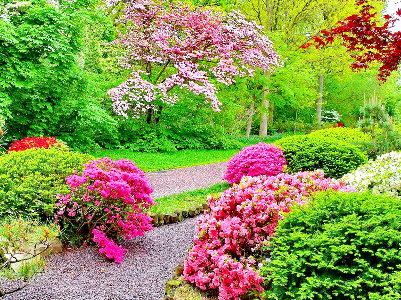Flowering Bushes in Garden — Pink, Serene, Spring