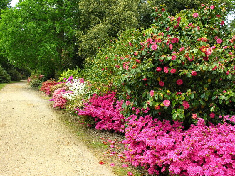 Flowering Bushes in Garden — Pink, Serene