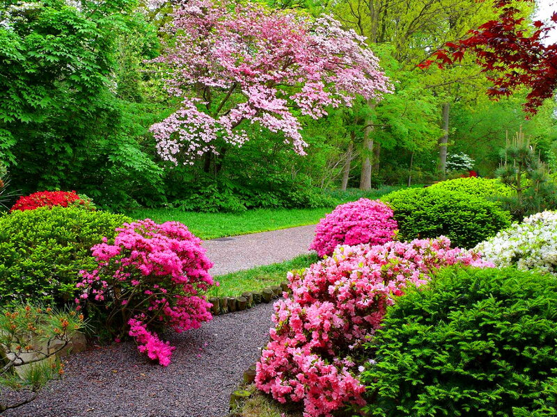 Flowering Bushes in Garden — Pink