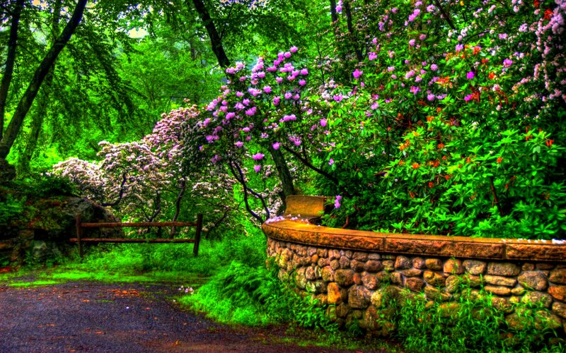 Flowering Bushes in Garden