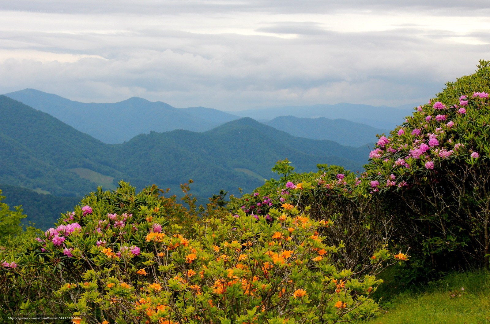 Flowering bushes on a mountain ridge