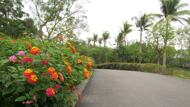 Flowering Bushes on Path — Green