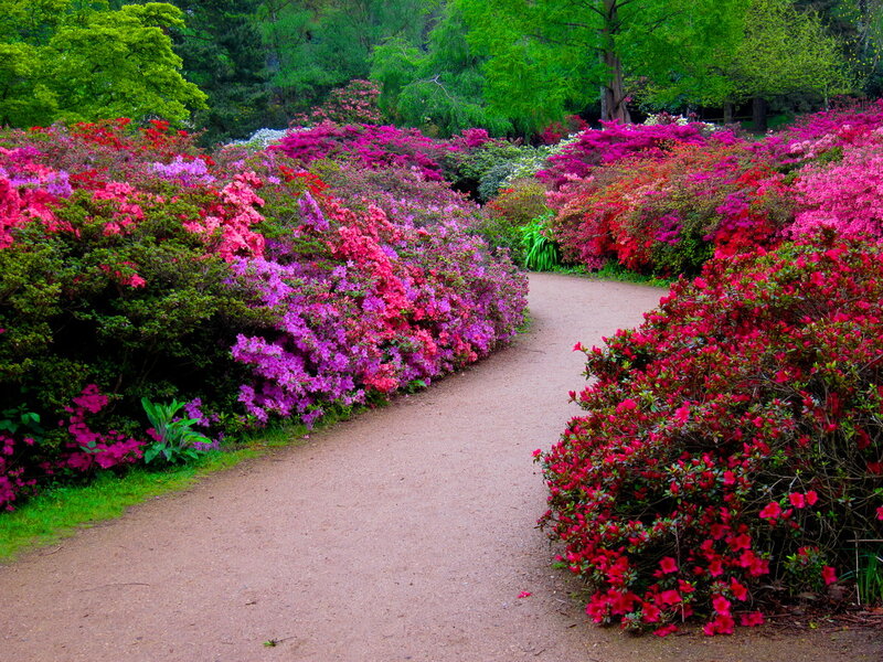 Flowering Bushes on Path — Pink