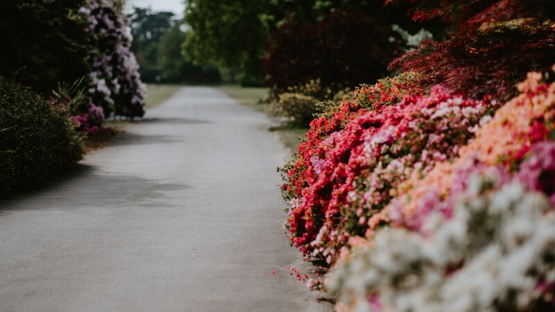Flowering Bushes on Path — Red, Serene