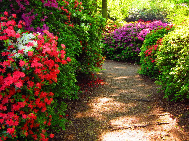 Flowering Bushes on Path — Red