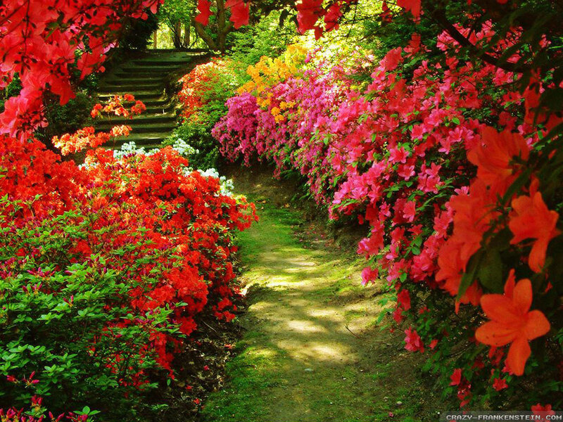 Flowering Bushes on Path