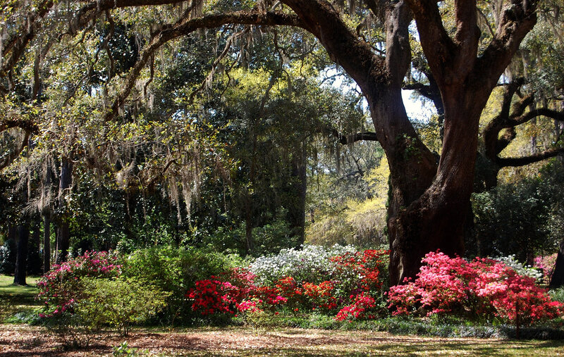 Flowering Bushes under Oak Trees