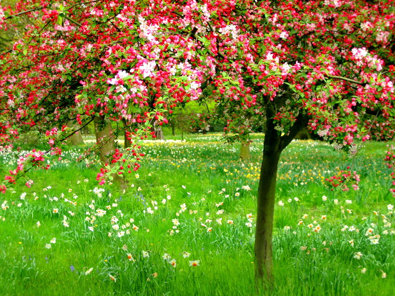 Flowering Crabapple Tree