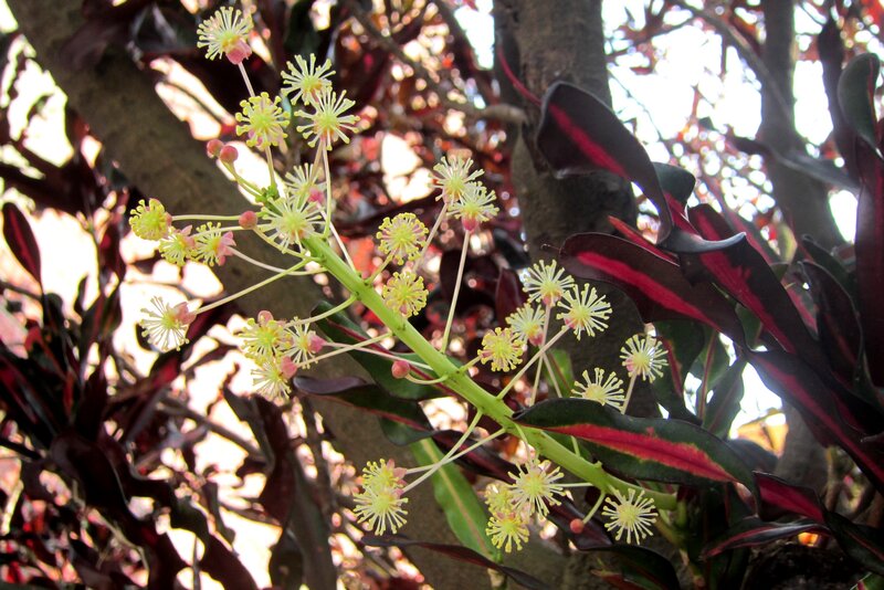Flowering Croton Plant