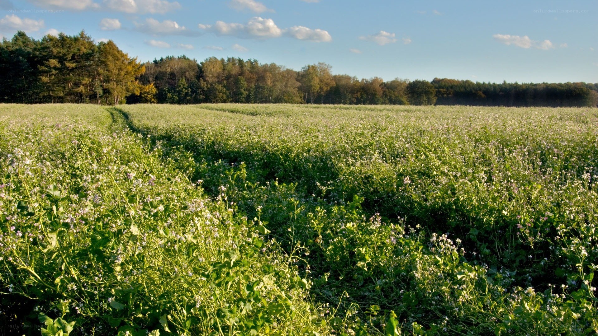 Flowering field under blue sky