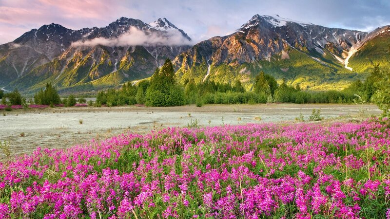 Flowering field with mountains