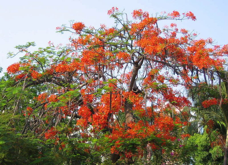 Flowering flame tree