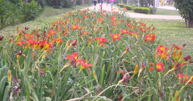 Flowering garden in a park