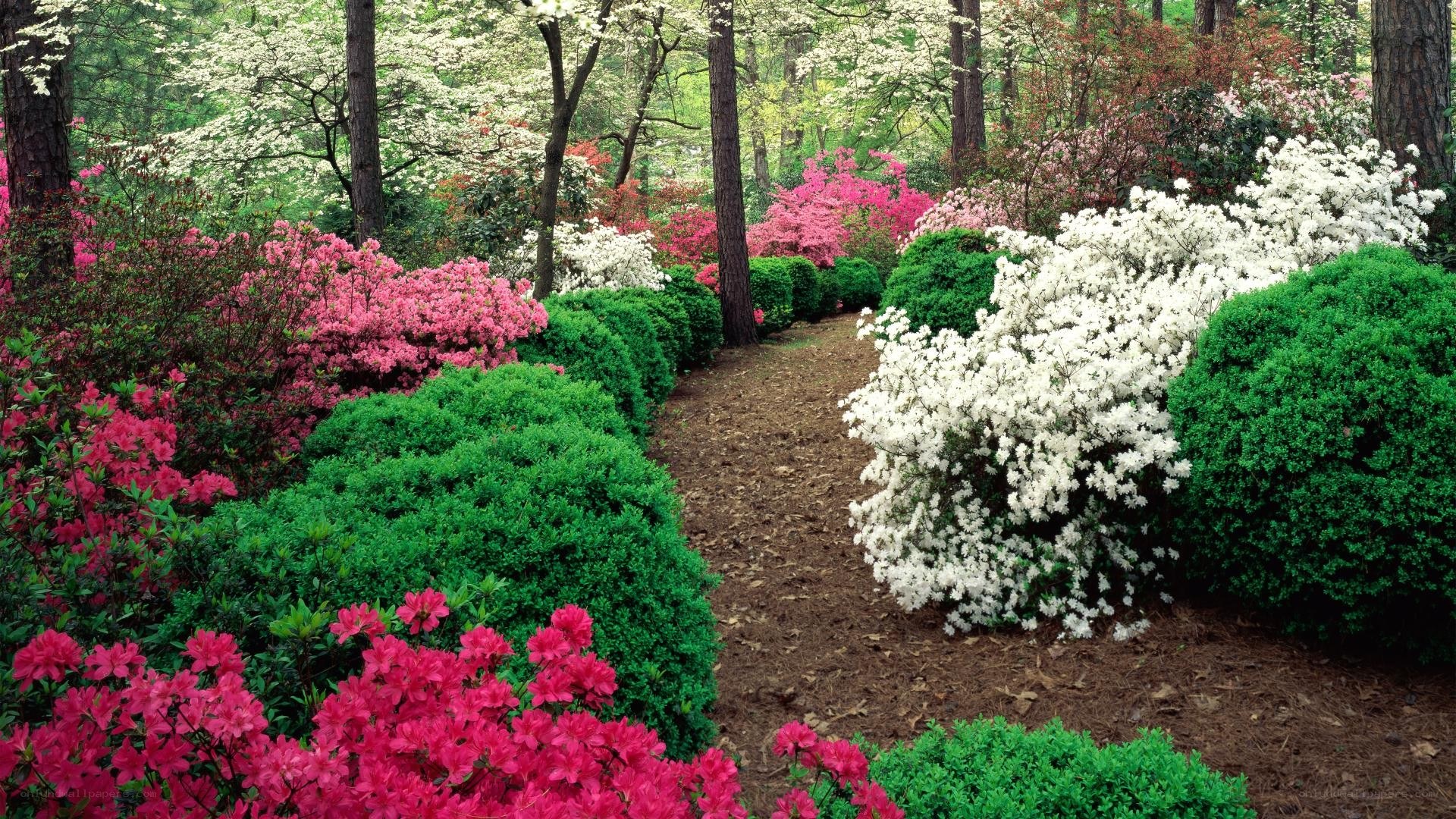 Flowering garden path