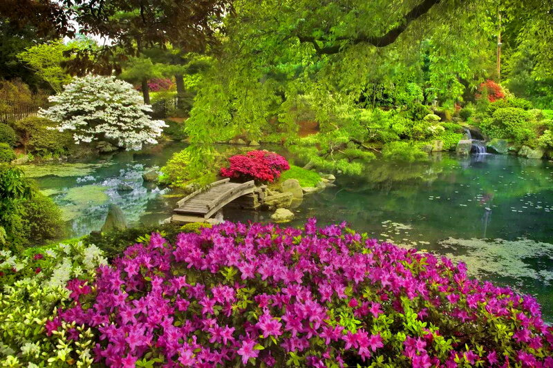 Flowering Garden Pond