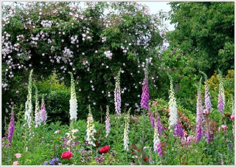 Flowering Garden