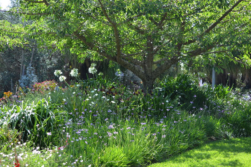 Flowering Garden under Tree