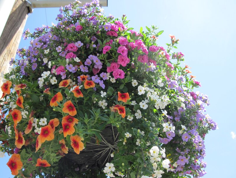 Flowering Hanging Basket