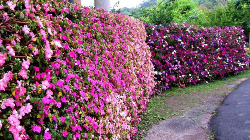 Flowering Hedge Along Path
