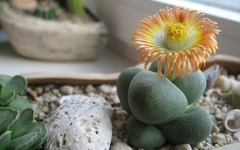 Flowering Lithops Plant