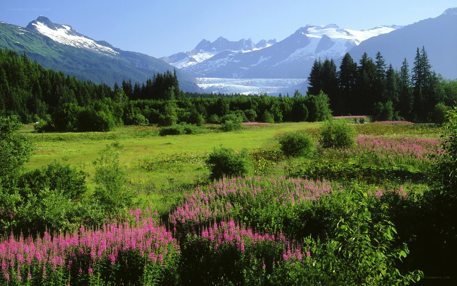 Flowering meadow with glacier view