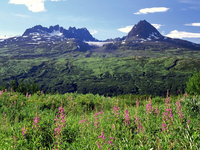 Flowering meadow with mountain peaks