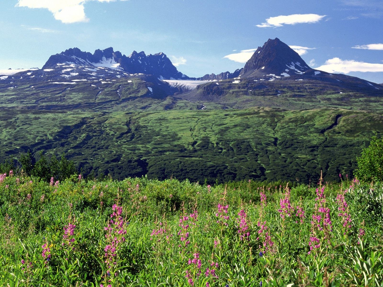 Flowering meadow with mountain peaks